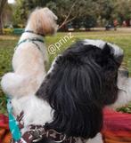 Hondenoppas Vakantie Honden opvang, oppas