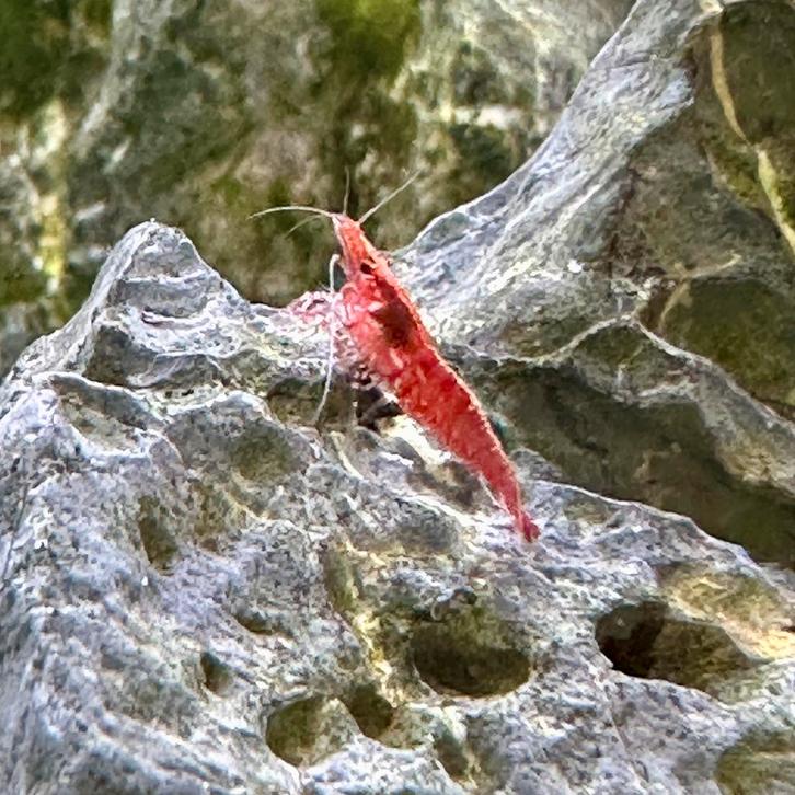 Rode en rode Rili garnalen mix, Dieren en Toebehoren, Vissen | Aquariumvissen, Kreeft, Krab of Garnaal
