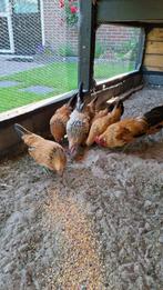 Hollandse kriel, Dieren en Toebehoren, Meerdere dieren, Kip