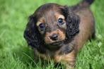 Teckel dwerg langhaar pups, Dieren en Toebehoren, Honden | Teckels en Dashonden, België, 8 tot 15 weken, Dwerg, Langhaar