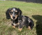 Dwerg teckel pups langhaar!, Dieren en Toebehoren, Reu, CDV (hondenziekte), 8 tot 15 weken, Dwerg