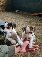 Boerenfox pups, Dieren en Toebehoren, Rabiës (hondsdolheid), Overige rassen, 8 tot 15 weken, Meerdere