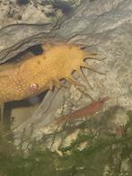 koppel witte algeneter, Dieren en Toebehoren, Vissen | Aquariumvissen, Vis, Zoetwatervis