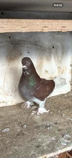 Duiven, Dieren en Toebehoren, Vogels | Duiven