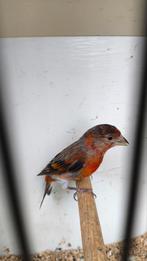 F1 Kapoetsensijs x Portugese Harlekijn, Dieren en Toebehoren, Vogels | Overige Vogels, Mannelijk, Geringd