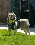 Super mooie jonge franse bulldog reu, Particulier, Rabiës (hondsdolheid), Reu, 1 tot 2 jaar