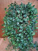 Kunst hangplant Ficus Emerald Green in terracotta pot, Huis en Inrichting, Woonaccessoires | Kunstplanten en Kunstbloemen, Ophalen of Verzenden