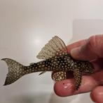 L048 Scobinancistrus Pariolispos Golden Cloud Pleco, Vis