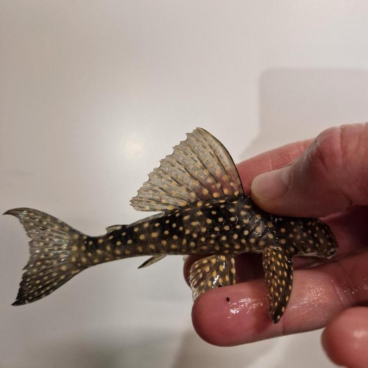 L048 Scobinancistrus Pariolispos Golden Cloud Pleco, Dieren en Toebehoren, Vissen | Aquariumvissen, Vis