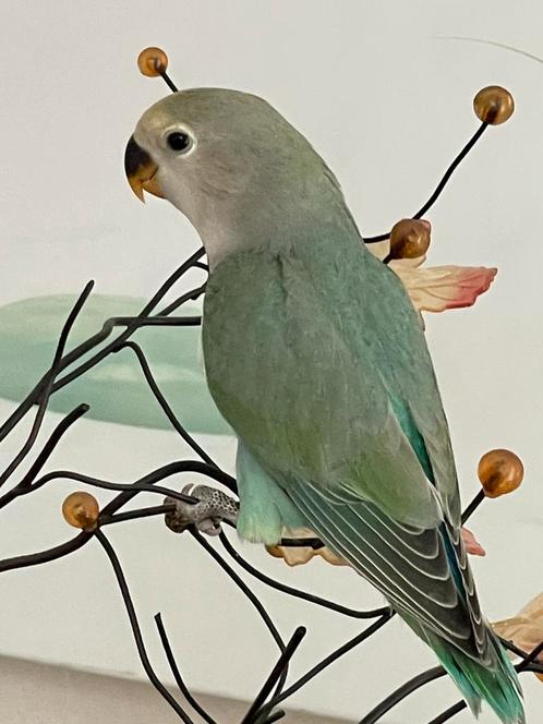 Agapornis Dwergpapegaai Diverse Kleuren Eventueel met kooi, Dieren en Toebehoren, Vogels | Parkieten en Papegaaien, Dwergpapegaai of Agapornis