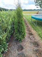 Coniferen thuja brabant, Tuin en Terras, Ophalen, Conifeer, 100 tot 250 cm