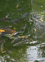 Zwarte koi, Dieren en Toebehoren, Vissen | Vijvervissen, Karper of Koi