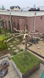 Plantanen 18 jaar oud, op te halen, Tuin en Terras, Planten | Bomen, Ophalen, Halfschaduw, Overige soorten, 250 tot 400 cm
