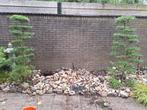 twee prachtige Japanse vormbomen in pot vijver tuinbonsai, Overige soorten, 100 tot 250 cm, Zomer, Ophalen