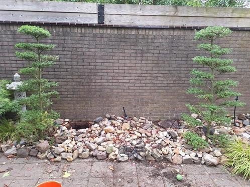 twee prachtige Japanse vormbomen in pot vijver tuinbonsai, Tuin en Terras, Planten | Bomen, Overige soorten, 100 tot 250 cm, Volle zon