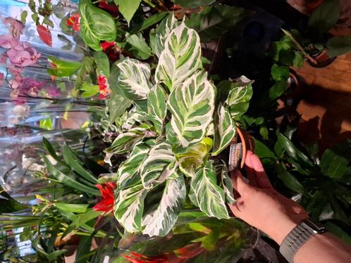 Calathea White Fusion, Huis en Inrichting, Kamerplanten, Overige soorten, Minder dan 100 cm, Groene kamerplant, Halfschaduw, In pot
