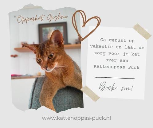 Kattenoppas Puck, Dieren en Toebehoren, Katten en Kittens | Overige Katten, Meerdere dieren