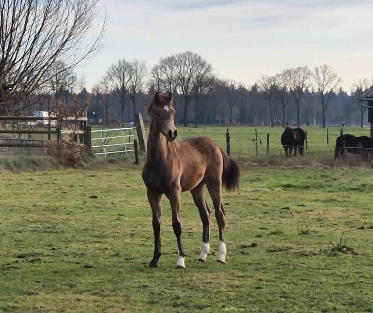 Veulen NRPS hengstveulen, Dieren en Toebehoren, Pony's, Hengst, Onbeleerd, D pony (1.37m tot 1.48m), Dressuurpony, 0 tot 2 jaar