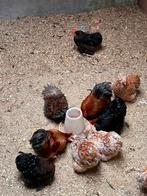 Cohin broedeieren, Dieren en Toebehoren, Pluimvee, Meerdere dieren, Kip