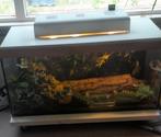 Terrarium met rattenslang, Dieren en Toebehoren, Ophalen, Zo goed als nieuw, Terrarium of Paludarium