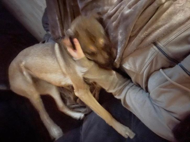 Mechelse herder, Dieren en Toebehoren, Honden | Herdershonden en Veedrijvers, Teef, Herder, Particulier, Eén hond, Nederland, 1 tot 2 jaar