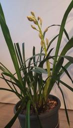 Cymbidium orchidee met 1 tak, Ophalen, Overige soorten, Halfschaduw, In pot