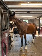 Leuk dekje gezocht maat full, Dieren en Toebehoren, Paarden en Pony's | Dekens en Dekjes, Ophalen of Verzenden, Nieuw