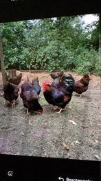 3 Jonge Barnevelder haantjes, Dieren en Toebehoren, Pluimvee, Mannelijk, Kip