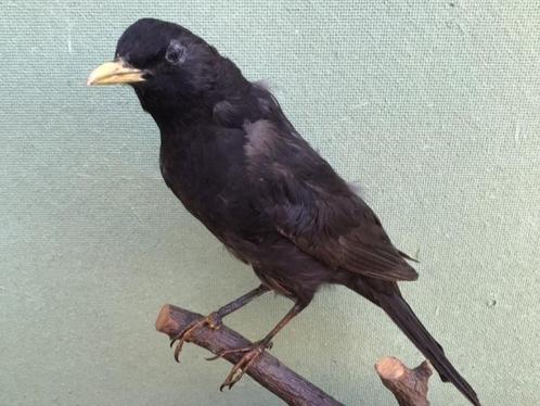 Mooi opgezette vogel, Verzamelen, Dierenverzamelingen, Zo goed als nieuw, Opgezet dier, Vogel, Ophalen of Verzenden