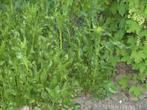 Mierikswortel plant/wortel, Tuin en Terras, Planten | Tuinplanten, Overige soorten, Volle zon, Vaste plant, Ophalen of Verzenden