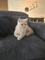 Britse korthaar kitten / poesje, Poes, Gechipt, 0 tot 2 jaar