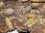 Pissebedden, Dieren en Toebehoren, Reptielen en Amfibieën, 0 tot 2 jaar