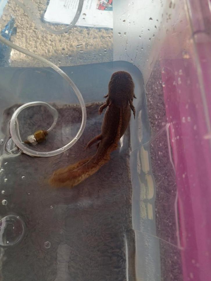 Volwassen witte axolotl, Dieren en Toebehoren, Reptielen en Amfibieën, Amfibie, 0 tot 2 jaar