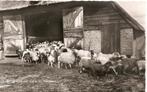 Dwingeloo, schaapskooi met kudde, Verzamelen, Ansichtkaarten | Nederland, Gelopen, 1960 tot 1980, Drenthe, Verzenden