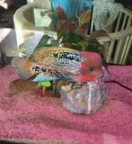 vieja blue spotted koppel, Vis