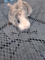 Lief mannetjes konijn 10 weken oud, Dieren en Toebehoren, Mannelijk