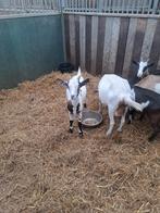Jonge geitjes en 2x keer geit, Dieren en Toebehoren, Vrouwelijk, Geit