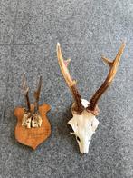 Geweien op houten schild, Antiek en Kunst, Ophalen