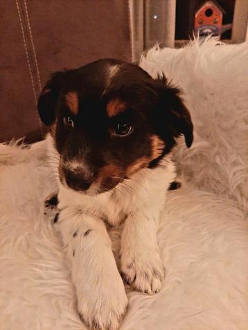 Prachtige pups. beschikbaar voor biedingen