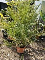 Chamearops Humilis, Volle zon, Vaste plant, Zomer, Ophalen