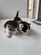 4 lieve kittens zoeken een nieuwe gouden mandje, Dieren en Toebehoren, Kortharig, Meerdere dieren, 0 tot 2 jaar