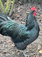 Haan australorp groot, per direct, Dieren en Toebehoren, Pluimvee, Mannelijk, Kip