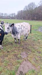 Te koop luxe dikbil koe, Dieren en Toebehoren, Runderen, Mannelijk