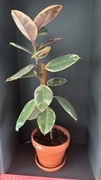 Ficus elastica inlcusief terracotta pot, Huis en Inrichting, Kamerplanten, Ficus, Ophalen