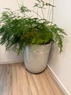 Groene kamerplanten in mooie pot, Ophalen, 100 tot 150 cm, Overige soorten, Halfschaduw