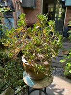 Grote Crassula ovata Gollum / de Hobbit, Ophalen, Overige soorten, Minder dan 100 cm