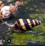 Helena, slaketende slak, Dieren en Toebehoren, Slak of Weekdier