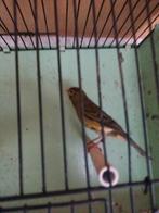 Raza kanarie mannen, Dieren en Toebehoren, Mannelijk, Kleurkanarie