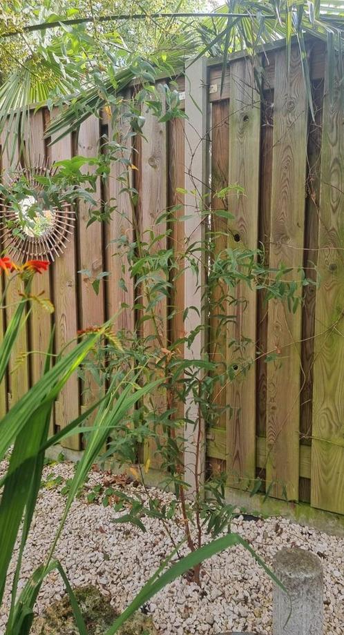 Eucalyptus viminalis, Tuin en Terras, Planten | Bomen, Overige soorten, 100 tot 250 cm, Volle zon, Ophalen