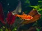 Hyphessobrycon amandae - Ember Tetra - Vuurzalmpje, Dieren en Toebehoren, Vissen | Aquariumvissen, Vis, Zoetwatervis